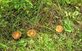 An Ectomycorrhizae - Laccaria bicolor - pops up next to Aspen and Birch in October